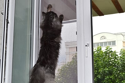 Москитная сетка PETSCREEN (Антикошка) 